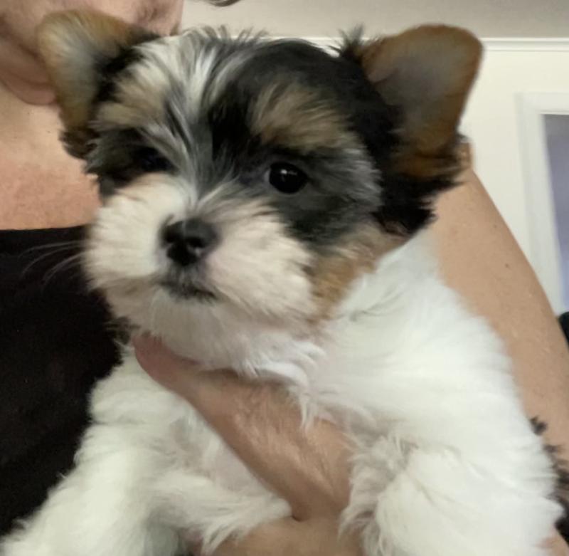 Yorkie puppies for sale near me discount